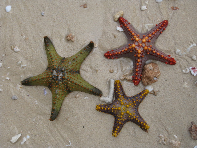 Sea-stars-Starfish-Prison-Island-Zanzibar-Tanzania-Africa-tour-holiday